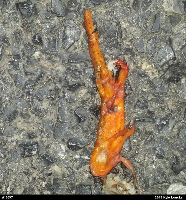 Red-spotted Newt