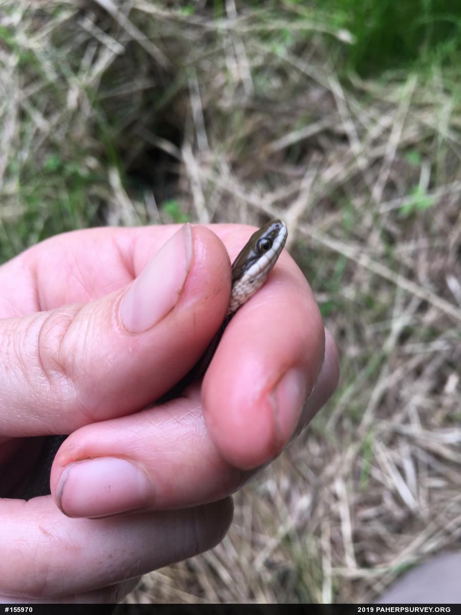 Queensnake