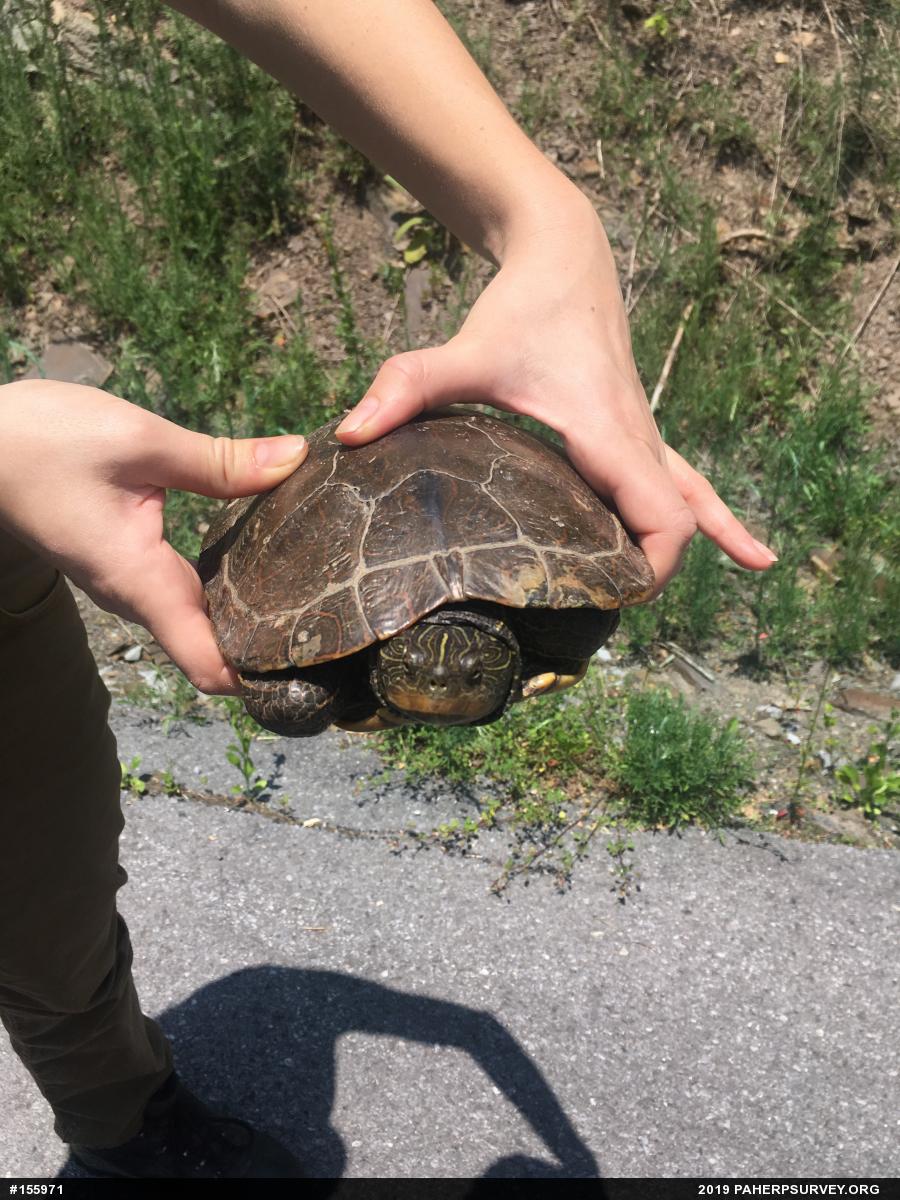 Northern Map Turtle