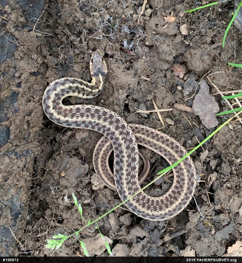 Eastern Gartersnake