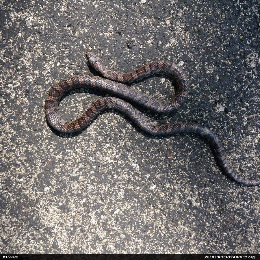 Eastern Milksnake