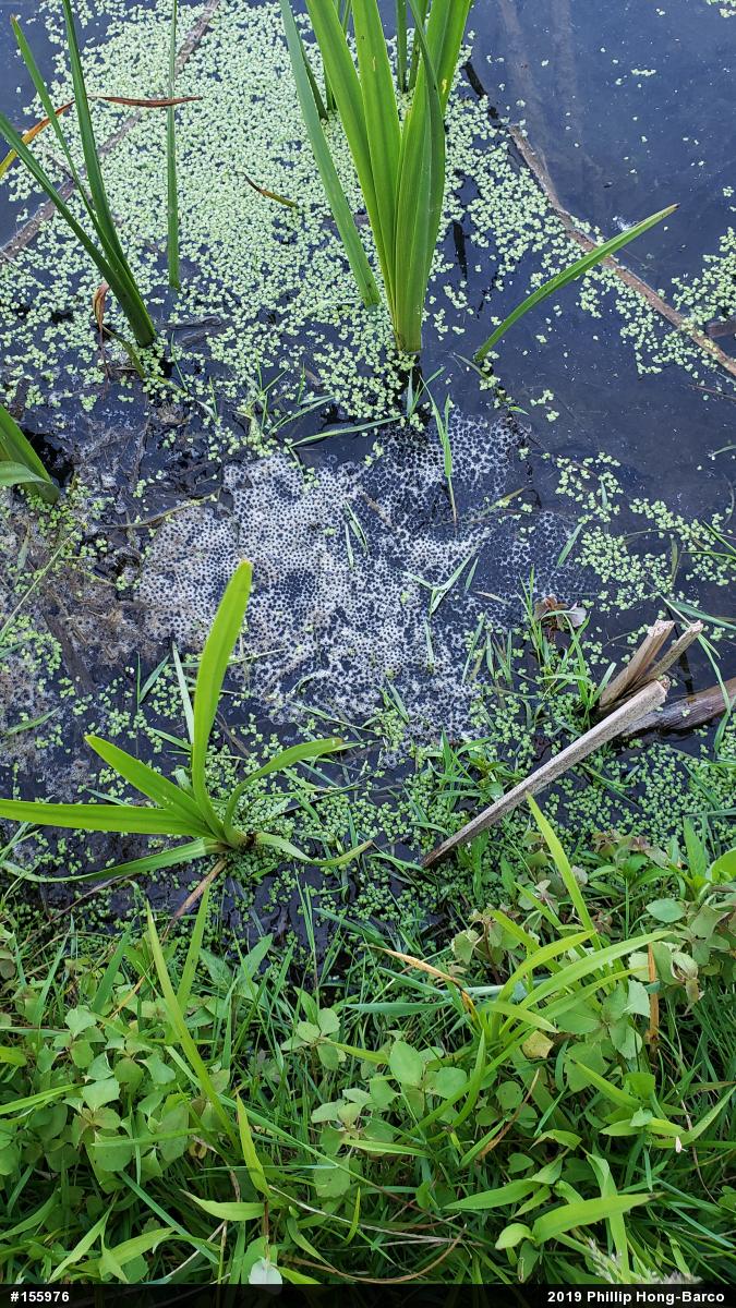 True Frogs