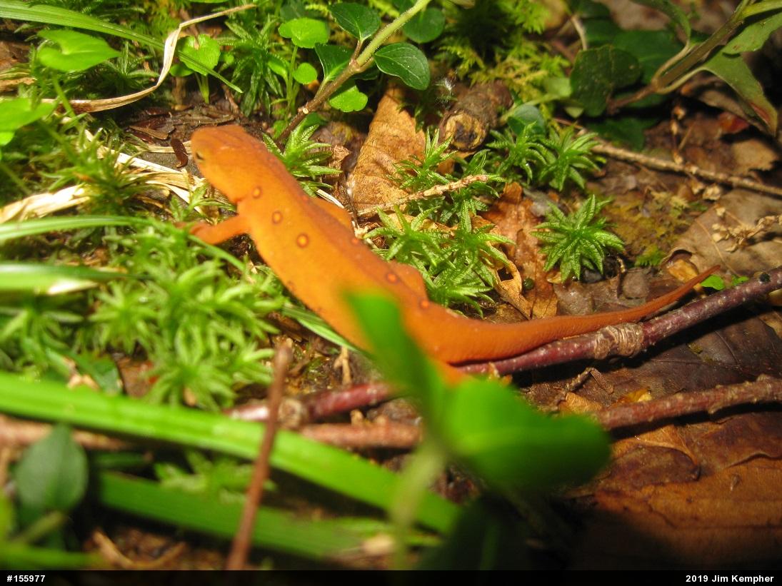 Red-spotted Newt