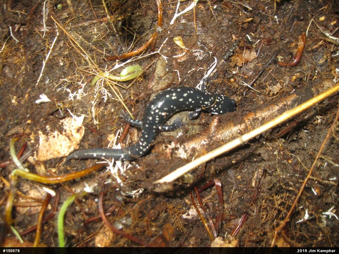 Northern Slimy Salamander