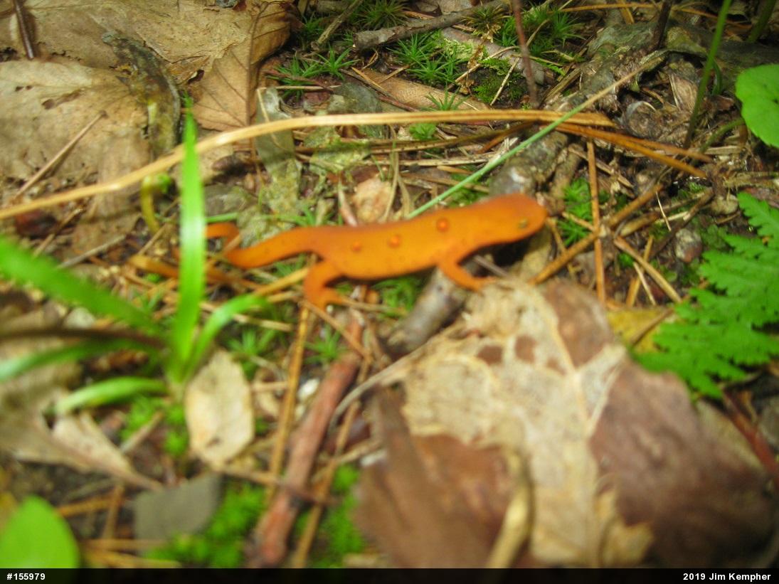 Red-spotted Newt