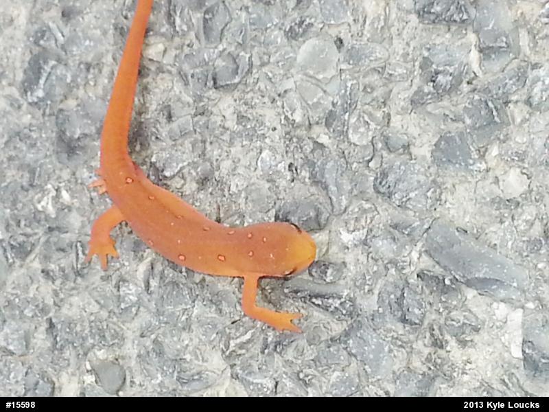 Red-spotted Newt