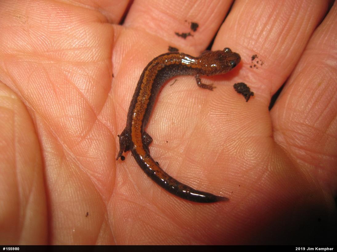 Eastern Red-backed  Salamander