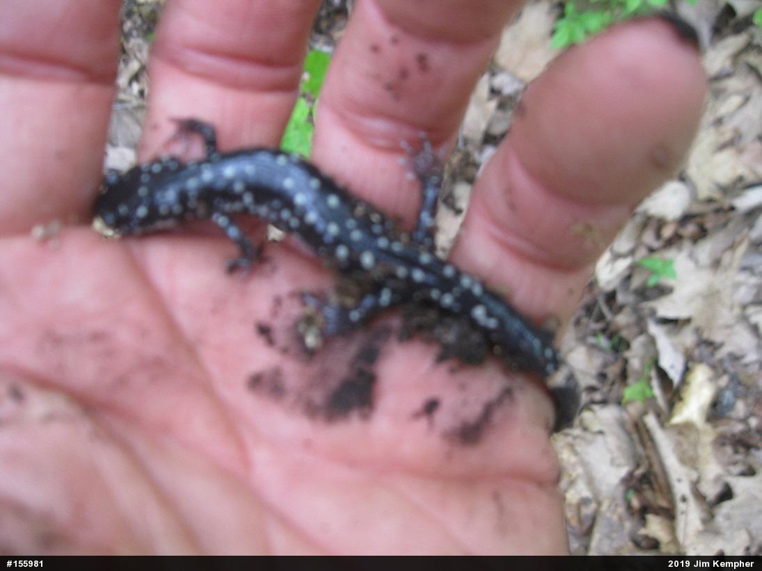 Northern Slimy Salamander