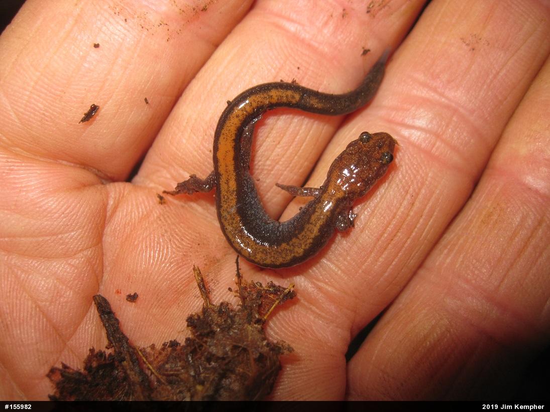 Eastern Red-backed  Salamander