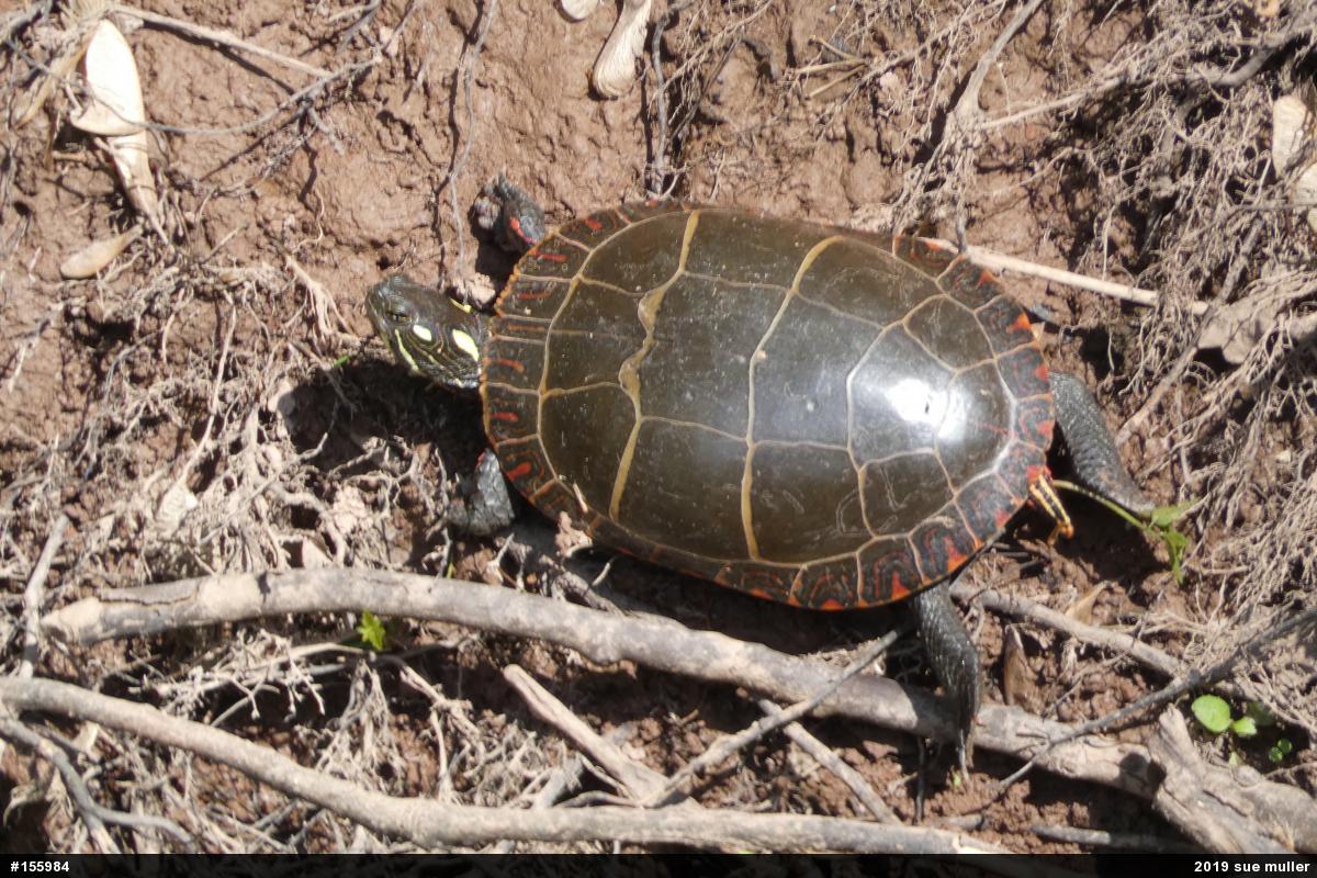 Eastern Painted Turtle