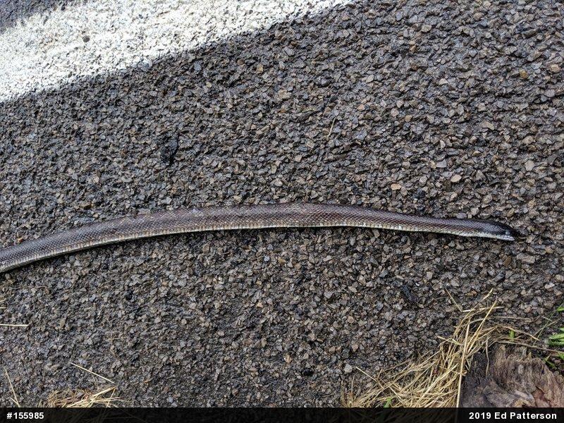 Eastern Ratsnake