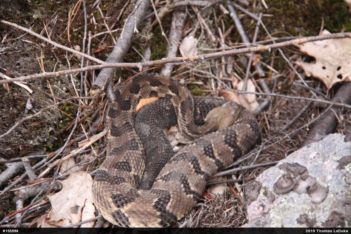 Timber Rattlesnake
