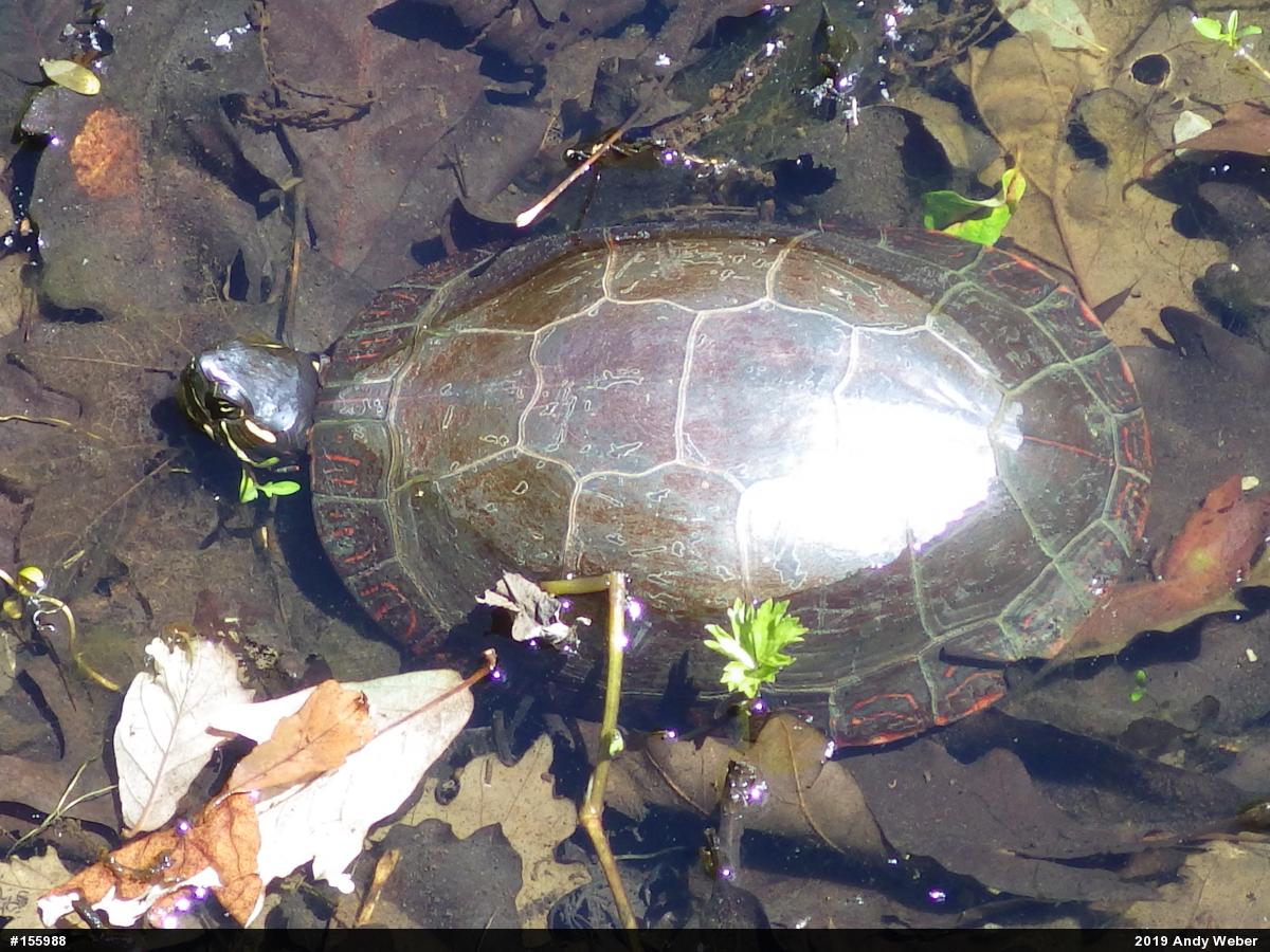 Midland Painted Turtle