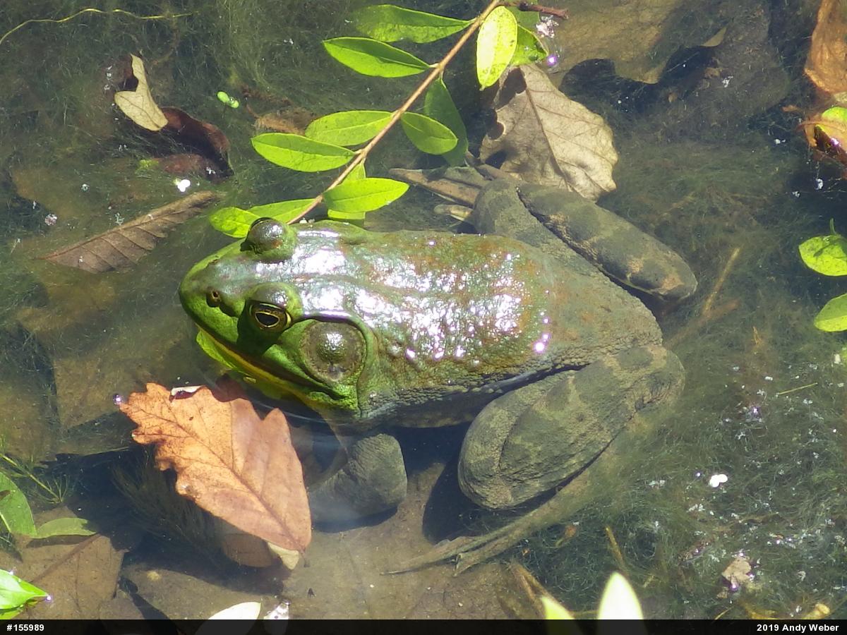 American Bullfrog