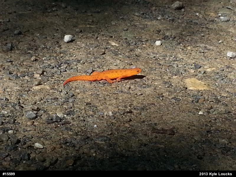 Red-spotted Newt