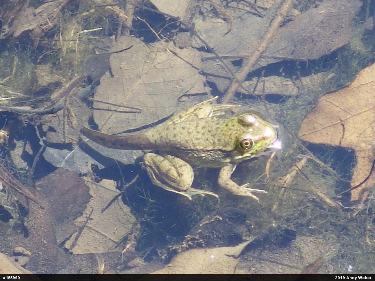 Green Frog