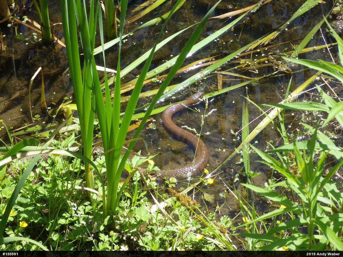 Northern Watersnake