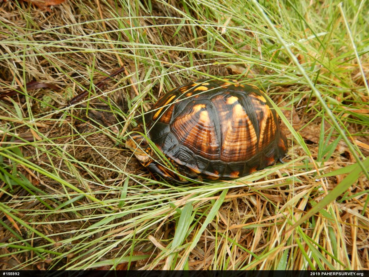 Eastern Box Turtle