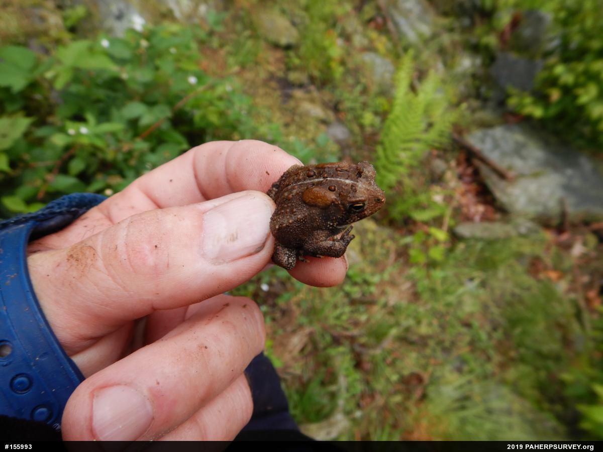 Eastern American Toad