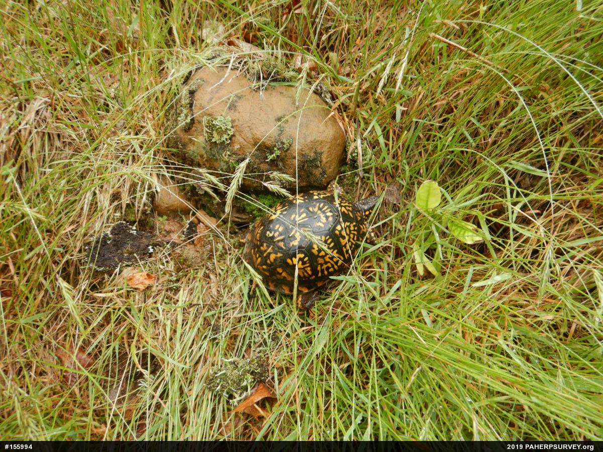 Eastern Box Turtle