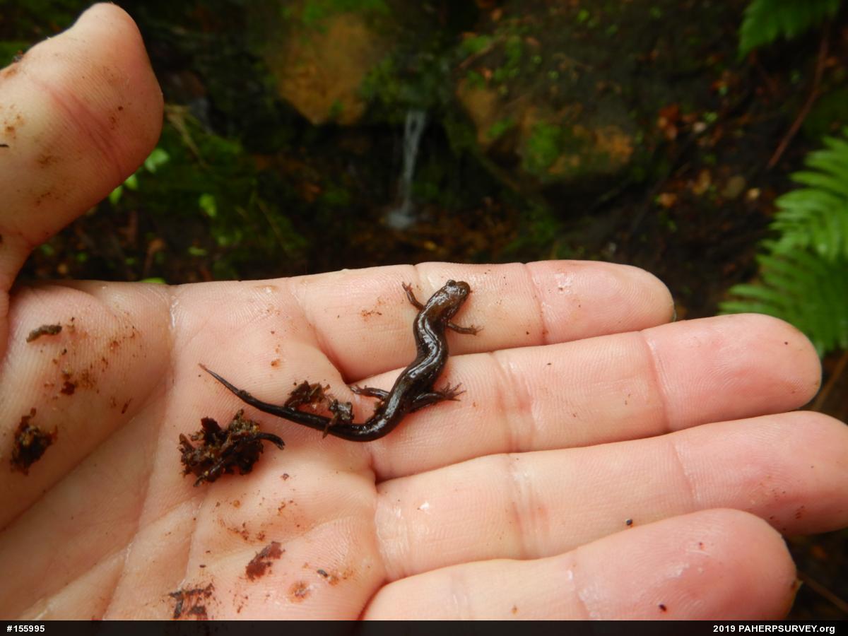 Allegheny Mountain Dusky Salamander