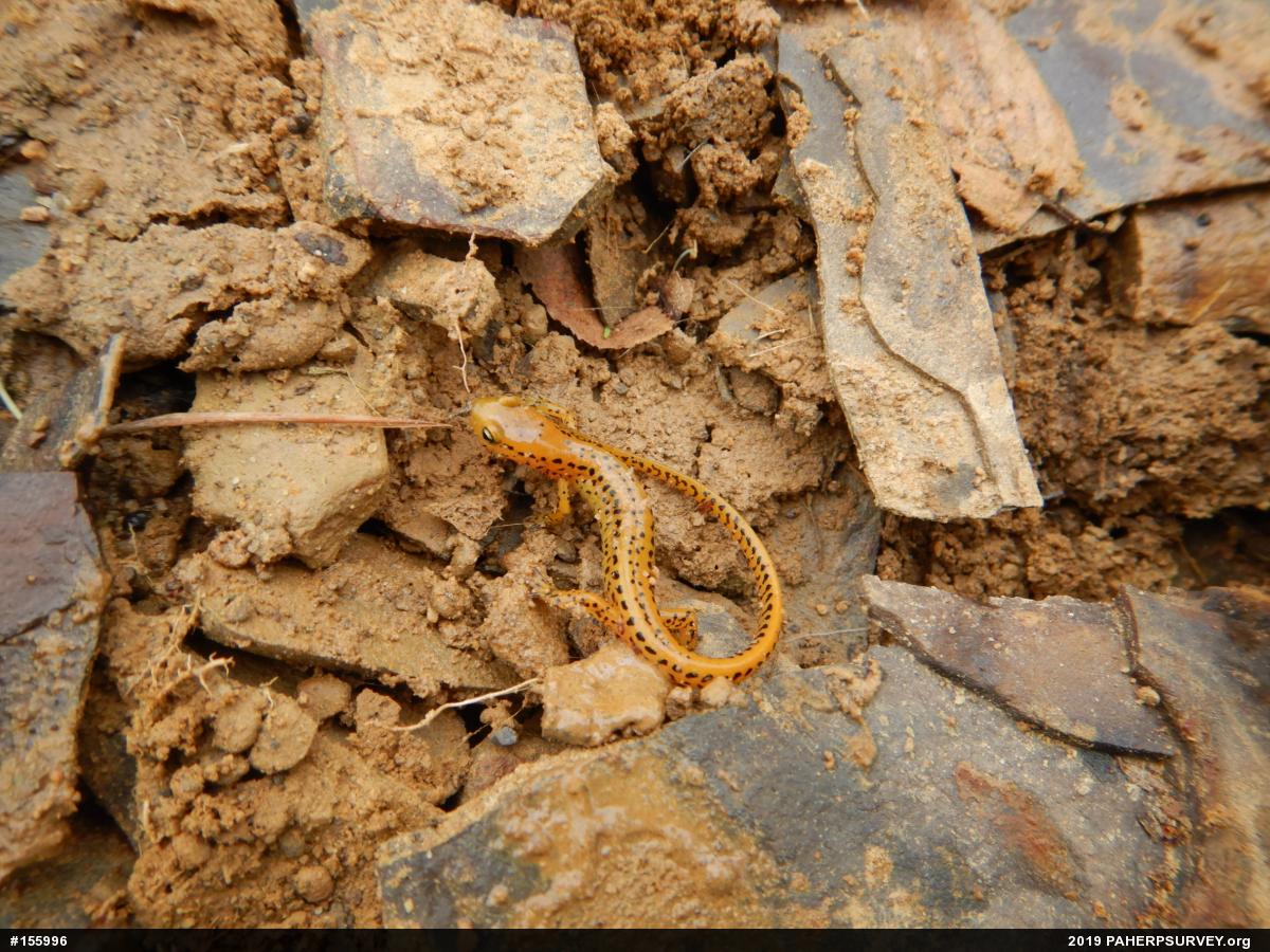 Eastern Long-tailed Salamander