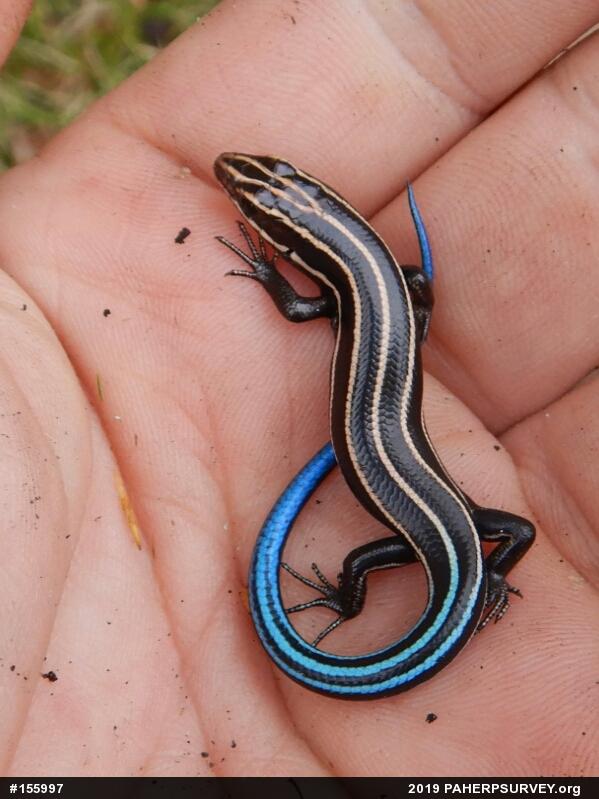 Common Five-lined Skink