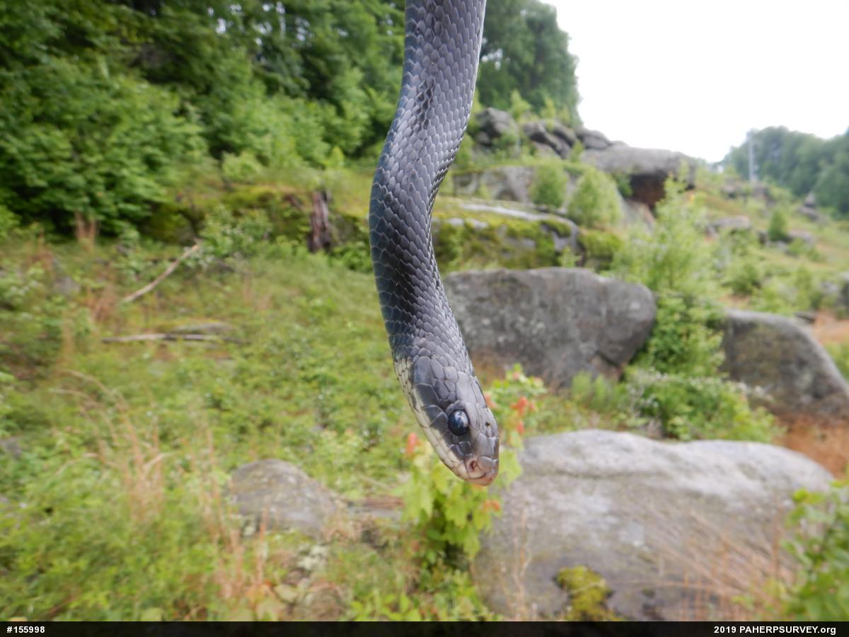 Northern Black Racer
