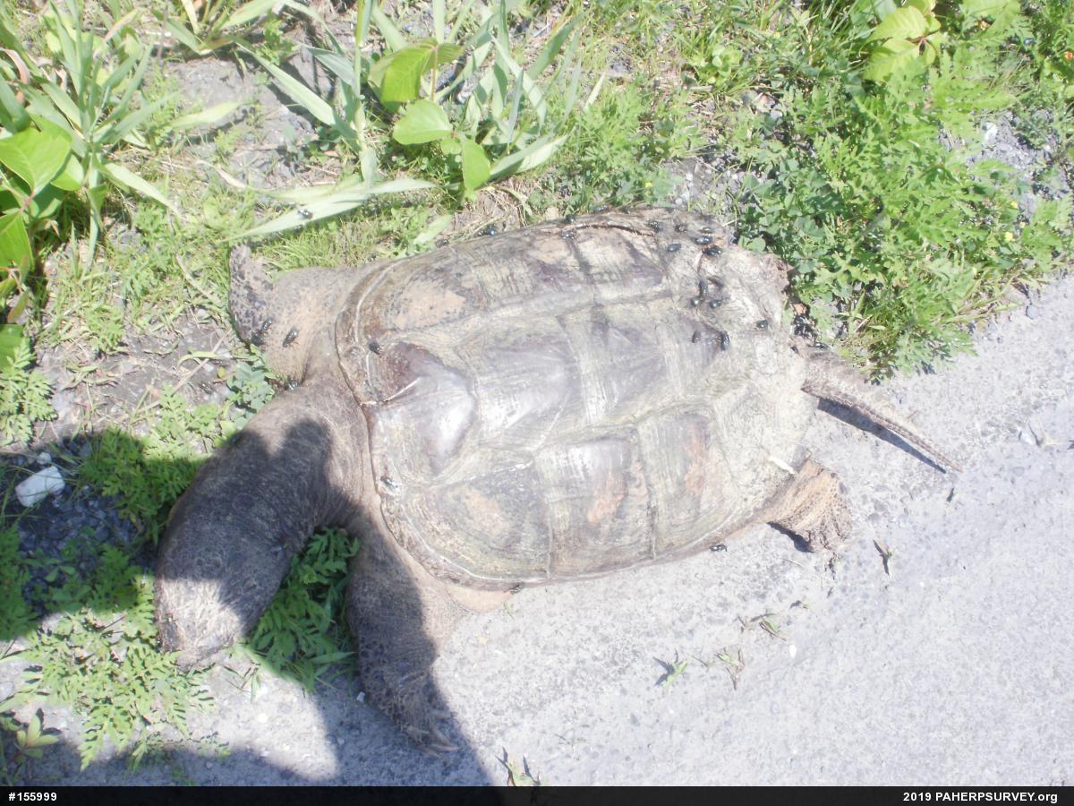 Snapping Turtle