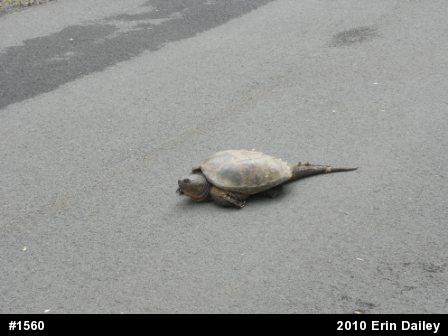 Snapping Turtle