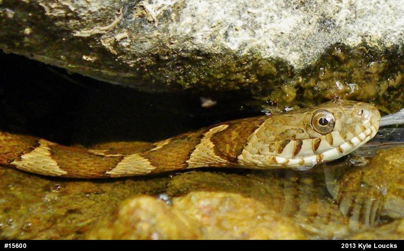 Northern Watersnake