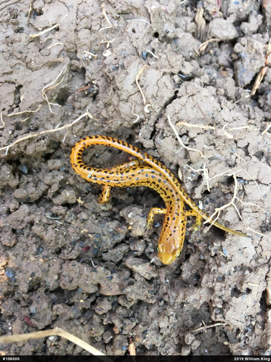 Eastern Long-tailed Salamander