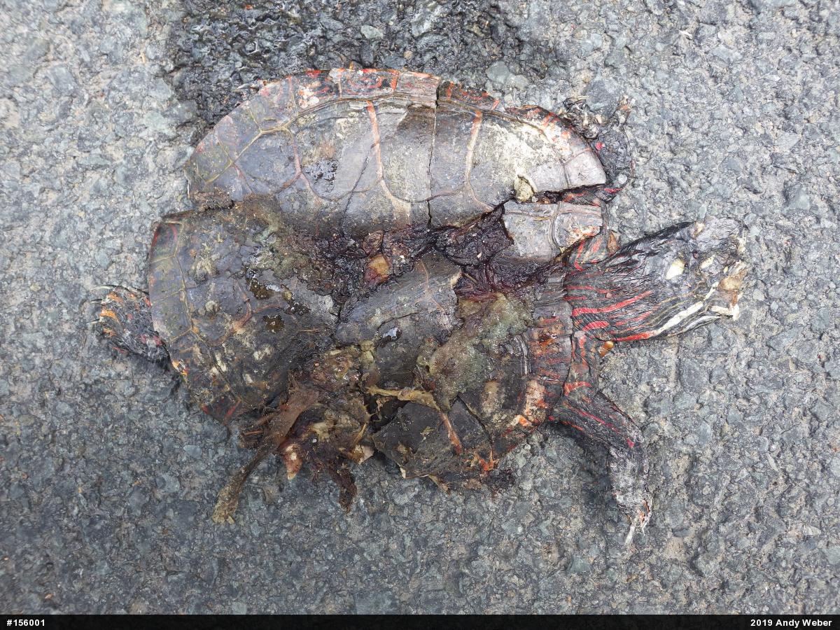 Painted Turtle