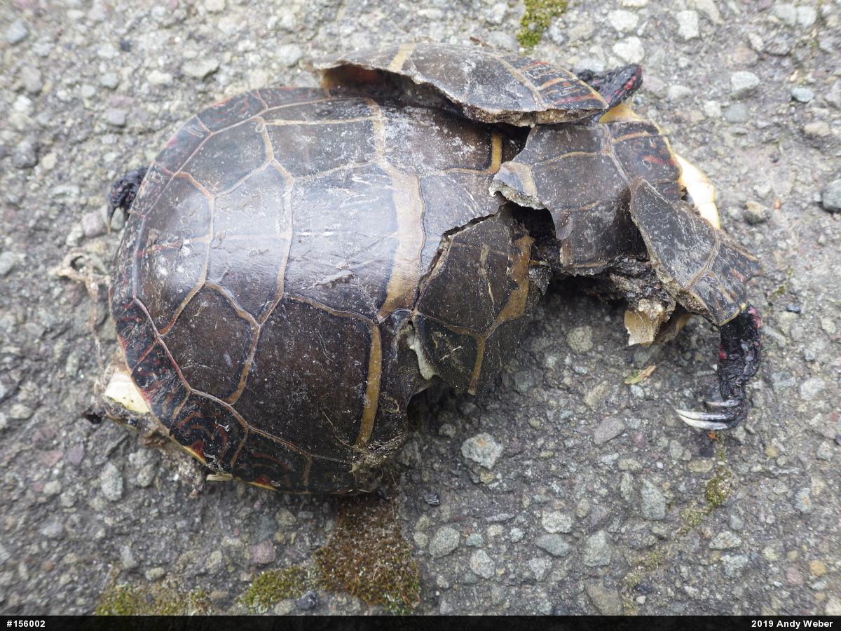 Painted Turtle