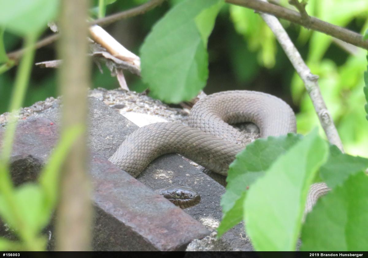 Northern Watersnake