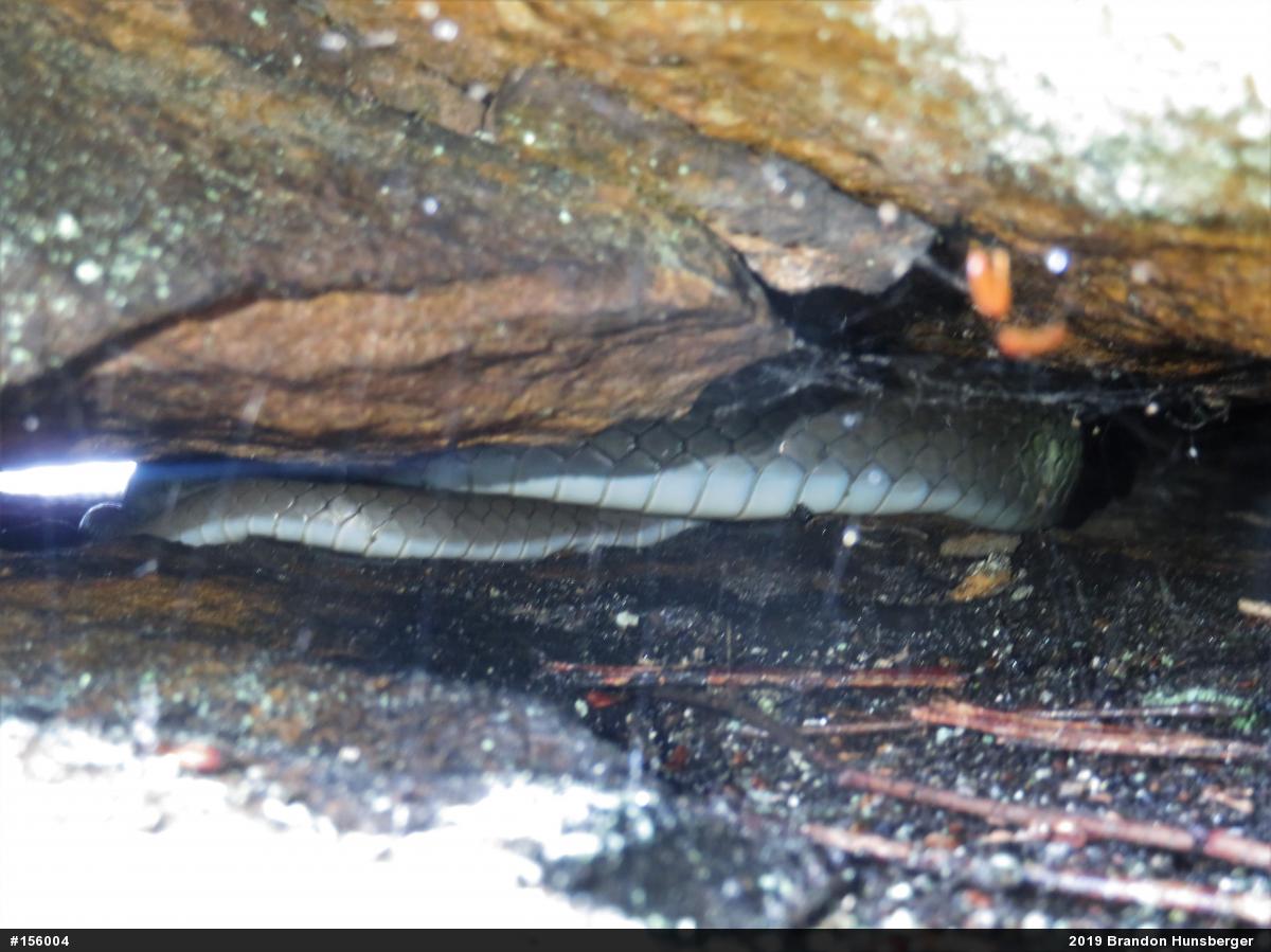 Northern Black Racer