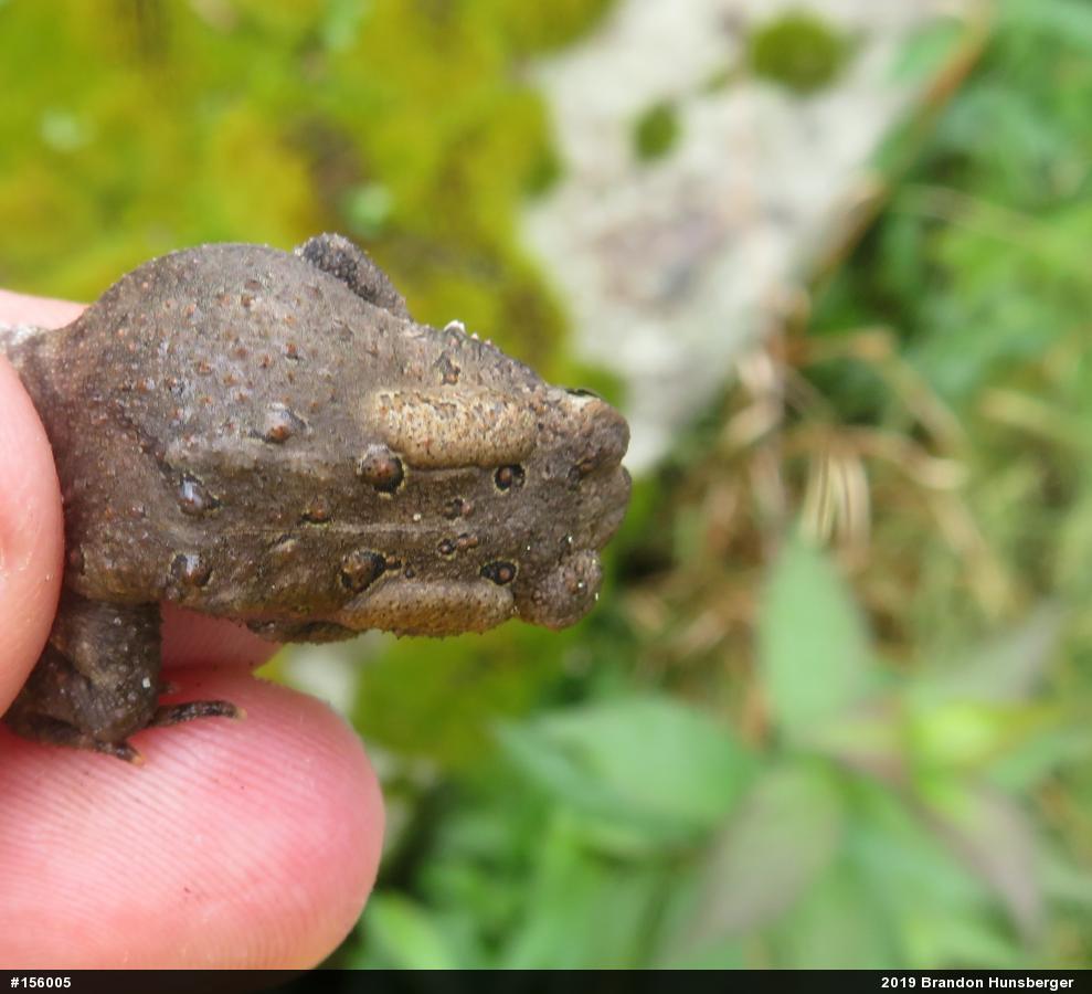 Eastern American Toad