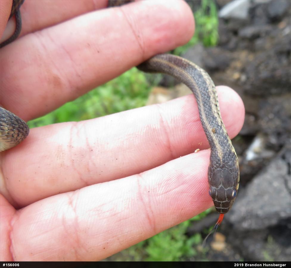 Eastern Gartersnake