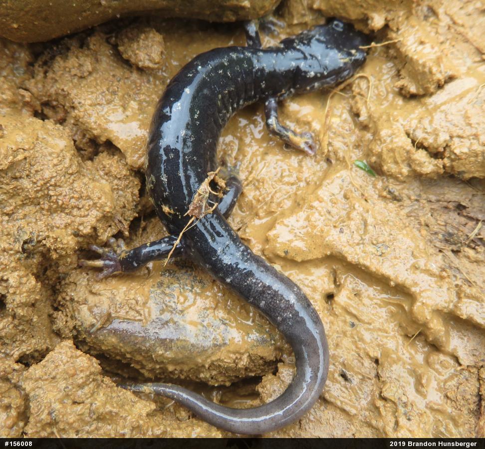 Northern Slimy Salamander