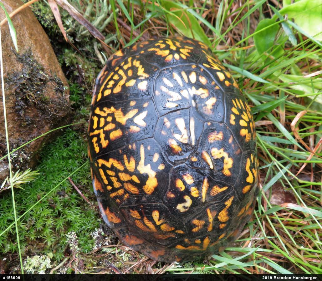 Eastern Box Turtle