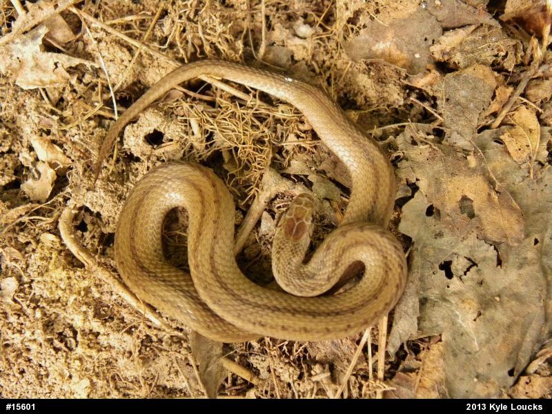 Dekay's Brownsnake