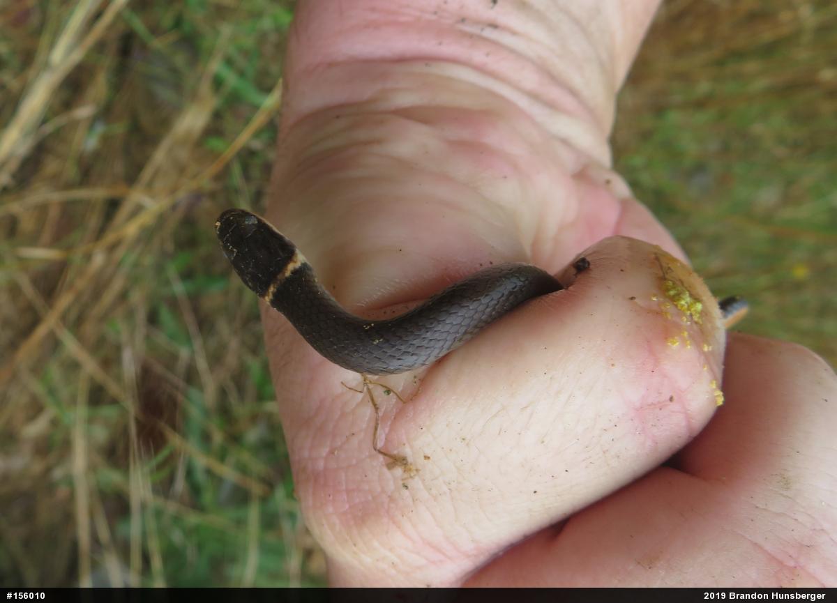 Northern Ring-necked Snake