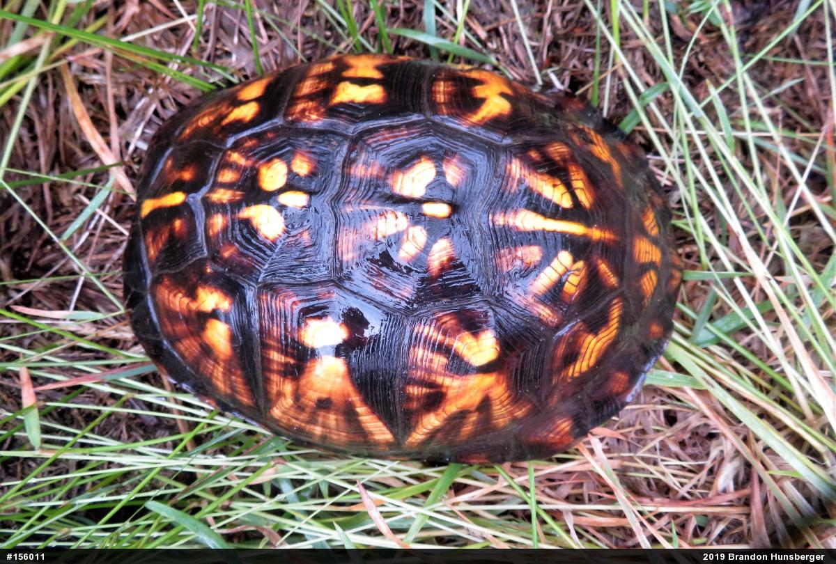 Eastern Box Turtle