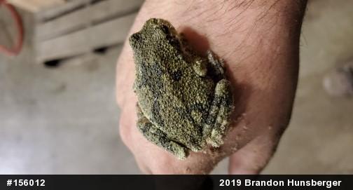 Unknown Gray Treefrog