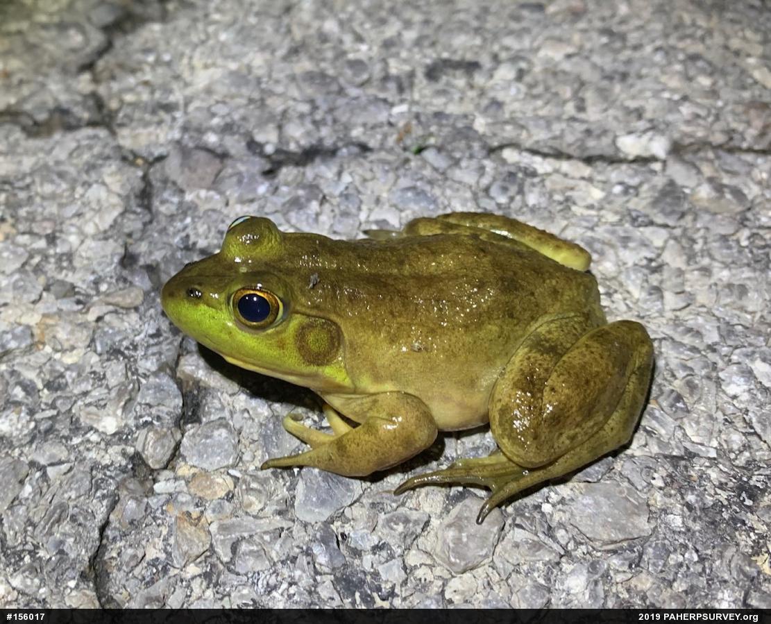 American Bullfrog