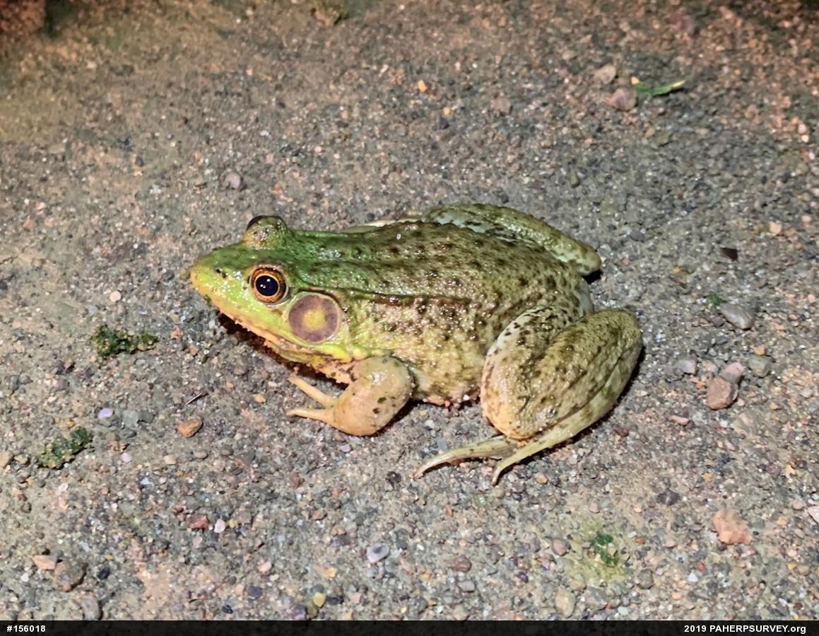 Green Frog