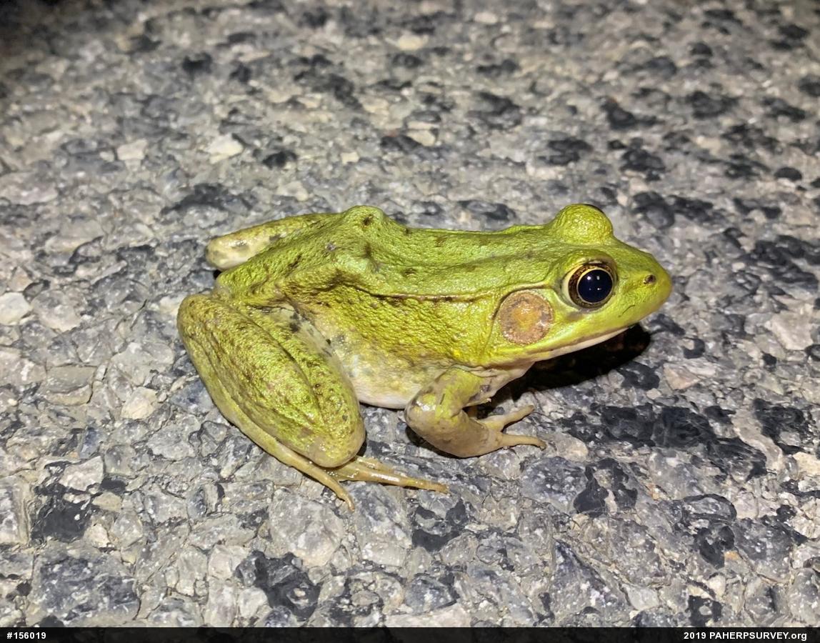 Green Frog