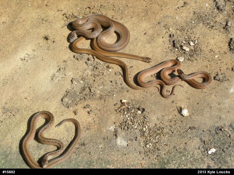 Dekay's Brownsnake