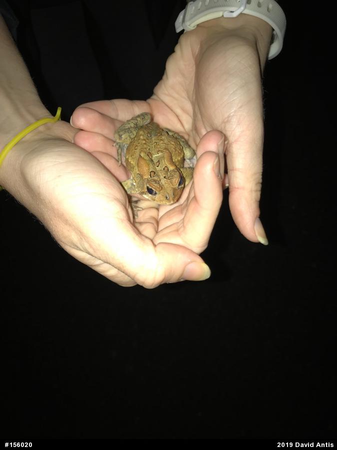Eastern American Toad