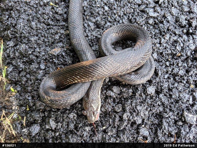 Eastern Ratsnake